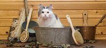 Renforcer l’hygiène d’un chat avec une maison de toilette pour chat adaptée….